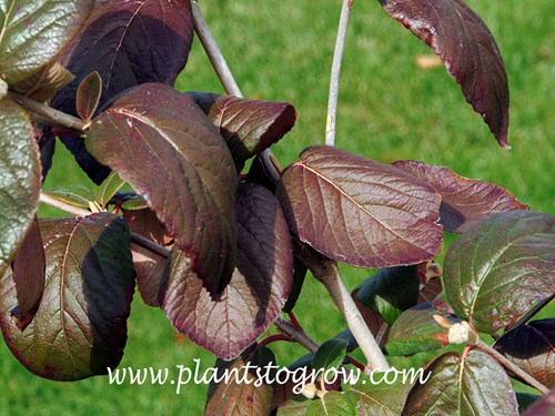 Emerald Triumph Viburnum (Viburnum) 
fall color
early October